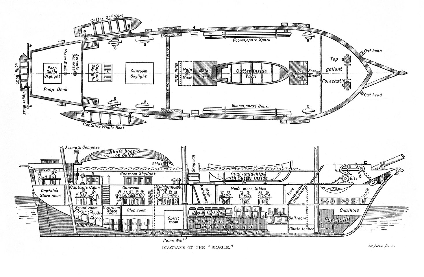 Plan and cross section of HMS Beagle