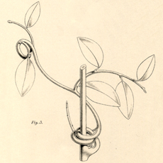 Climbing Plants | Darwin Correspondence Project