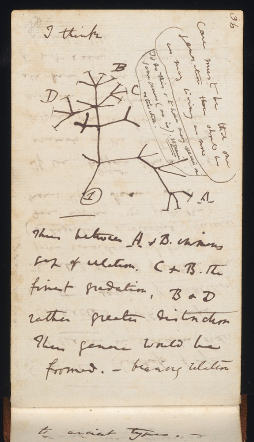 Darwin's species notebooks: 'I think . . .