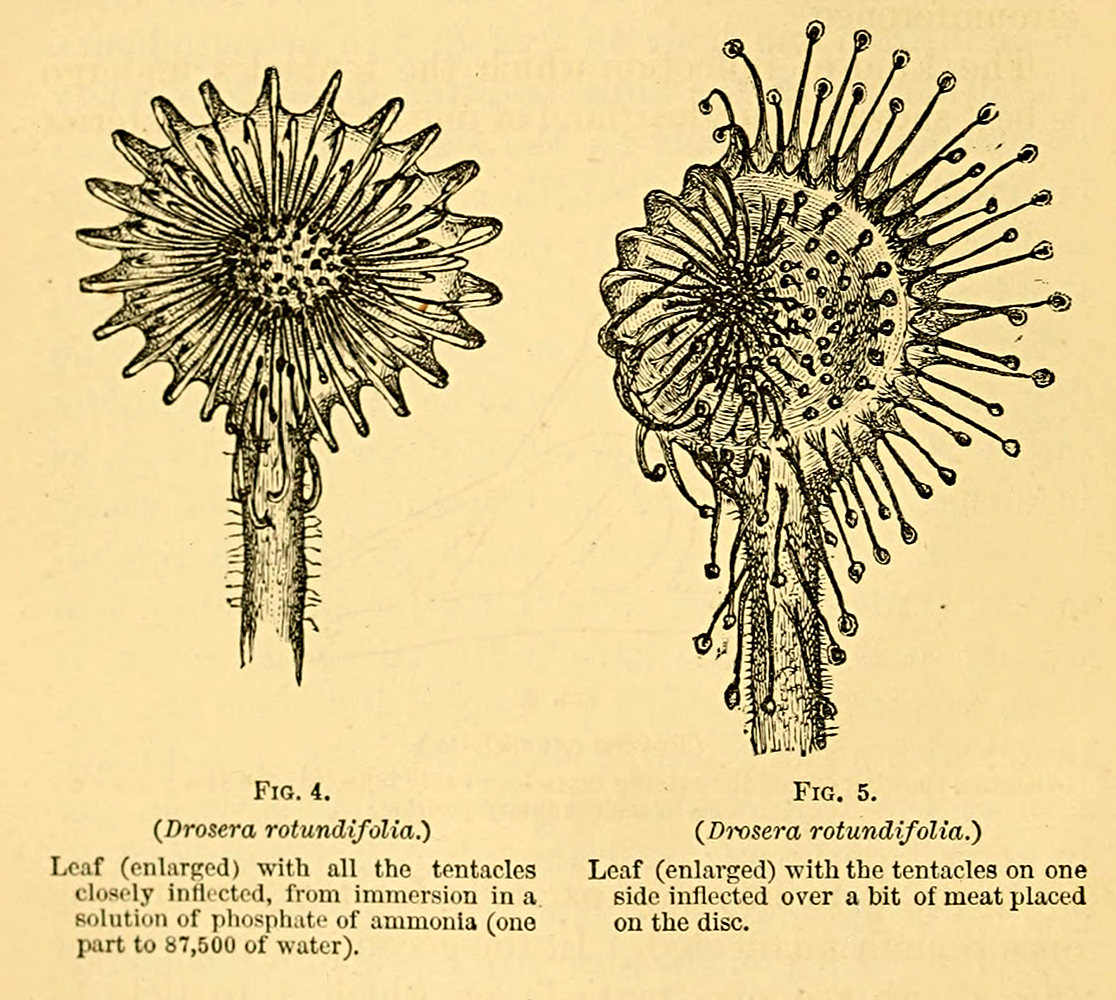 Antique Illustration Of Drosera Rotundifolia Stock Illustration - Download  Image Now - iStock