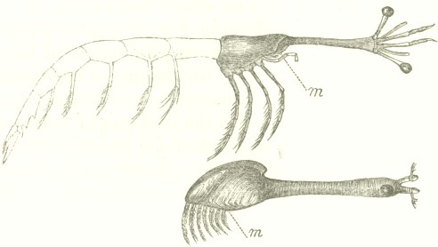 Homologies of the external parts