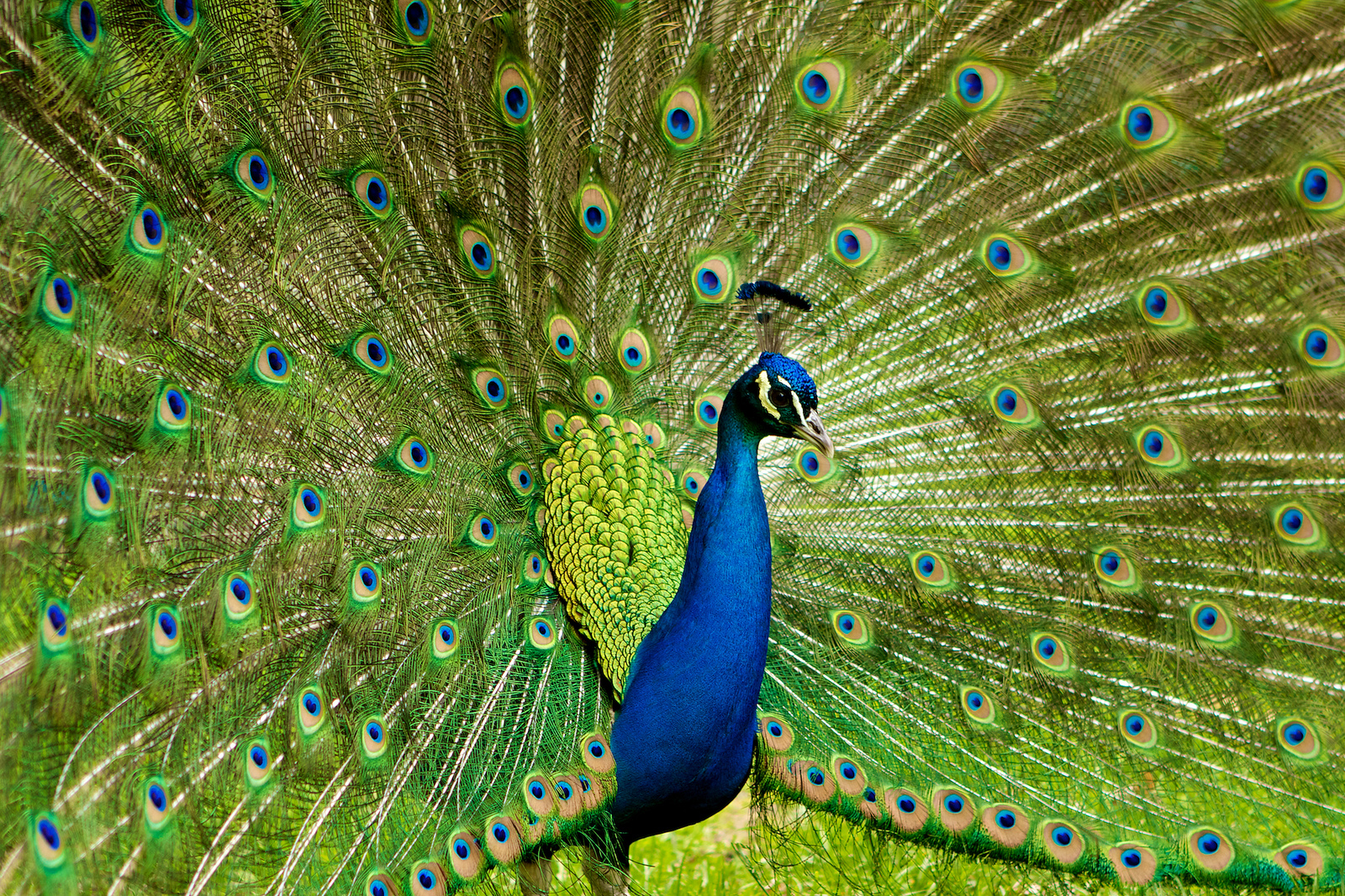 Sexual selection | Darwin Correspondence Project