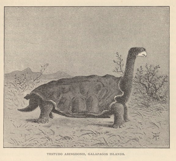 Giant tortoise