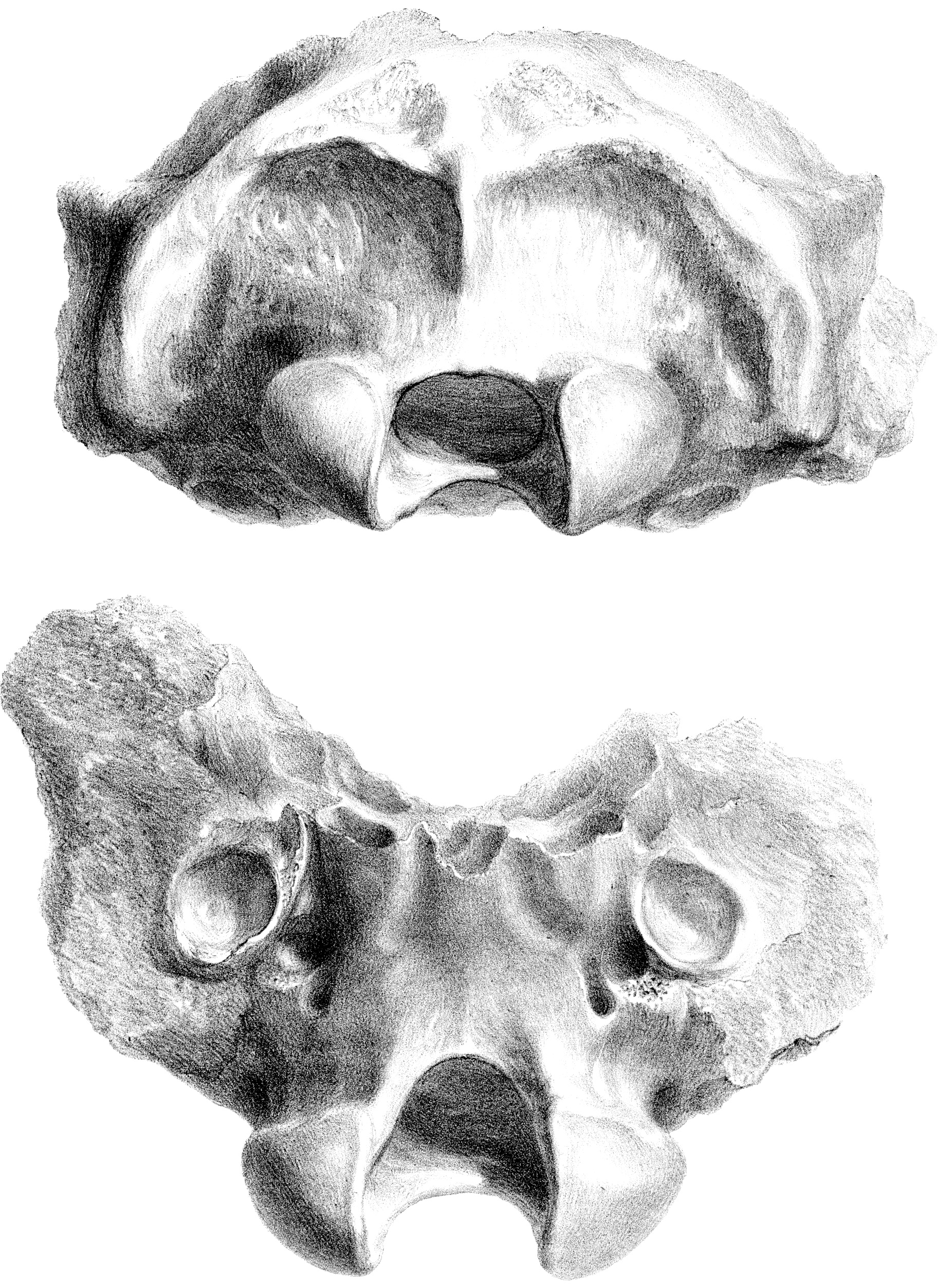 Megatherium