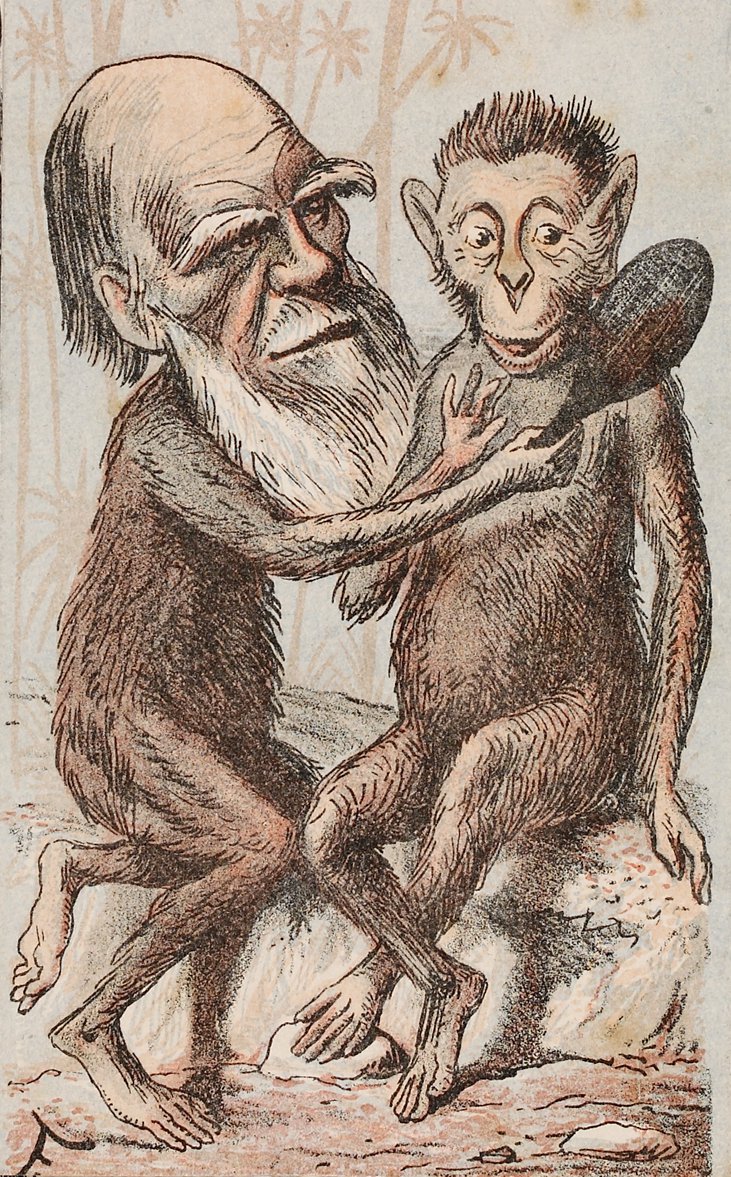 Descent Of Man Darwin Correspondence Project