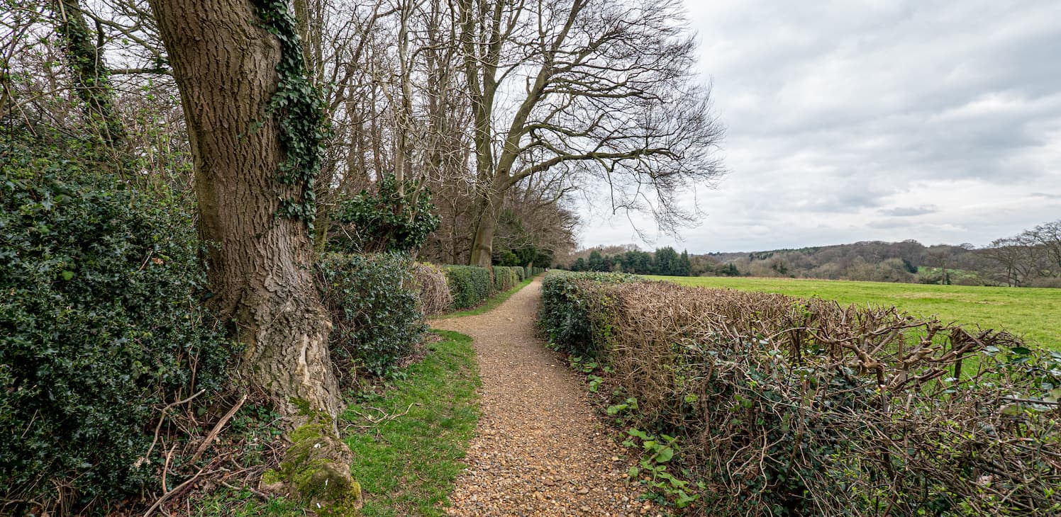 A tree-lined walk along a sandy track at Down House, Kent